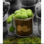 Wool Felt Mini Succulent Plant Pot DIY Kit, Set of 8 | All Tools Included, 8 Styles Available, With Video Tutorial - Image 5
